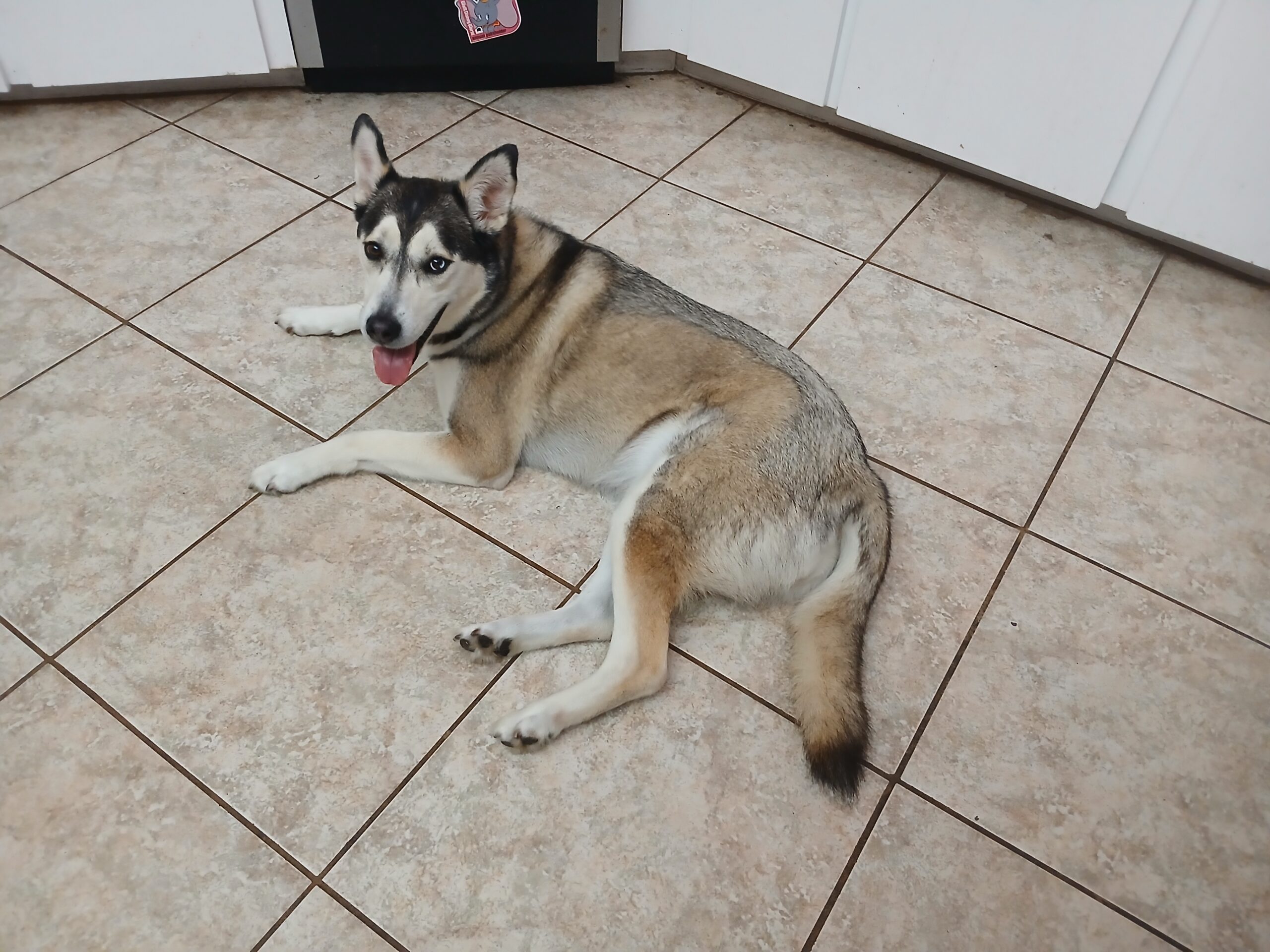 Beautiful husky dog resting on floor