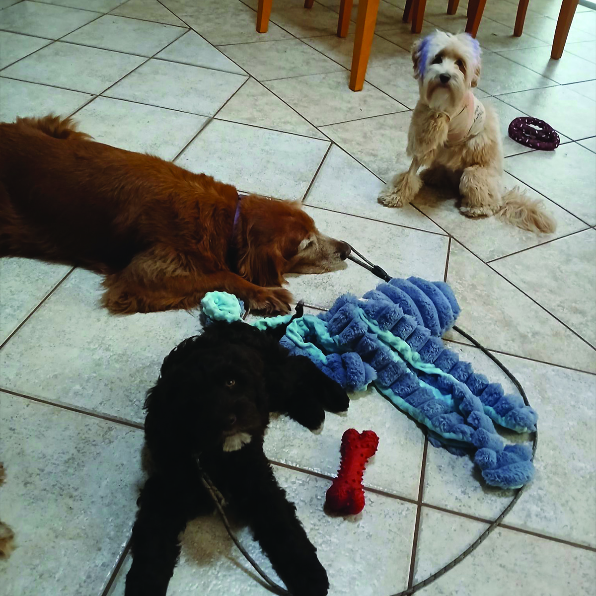 Group of dos enjoying their freedom in the dining room area at Feels Like Home Dog Sitting.