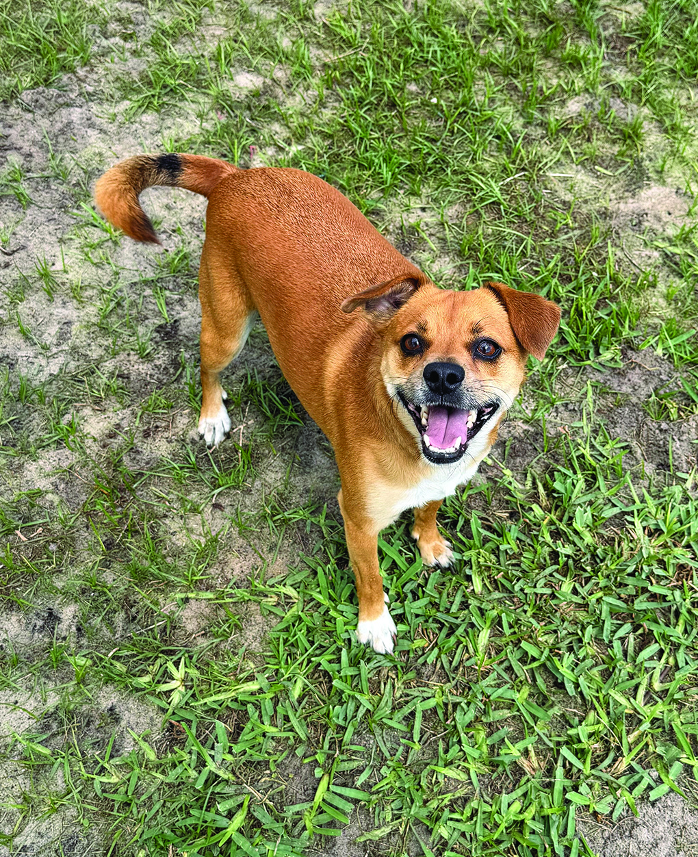 jack russell mixed dog in back yard playing with other dogs
